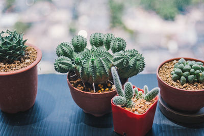 Close-up of potted plant on table