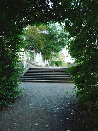 Empty footpath amidst trees in park