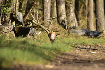 View of fox walking on grassy field against trees in forest