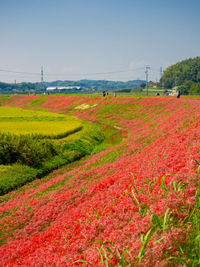 Scenic view of field against clear sky