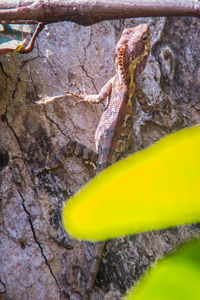 Close-up of insect on tree trunk