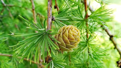 Close-up of pine tree