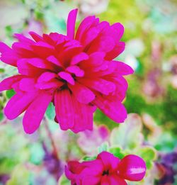 Close-up of pink flowering plant