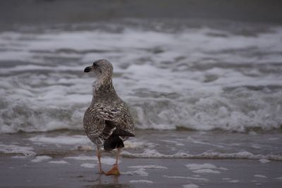 Seagull on beach