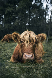 Portrait of cow relaxing on field