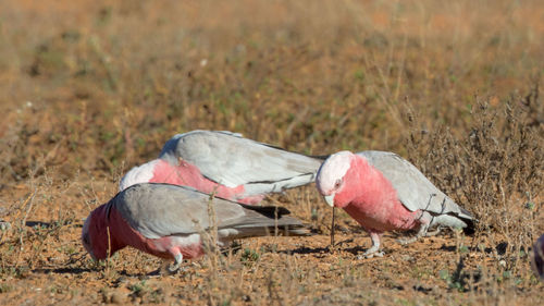 View of birds on field