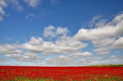 Scenic view of flowerbed against cloudy sky