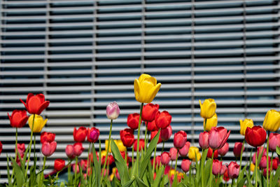 Spring beautiful multicolored tulips on background of building wall with copy space