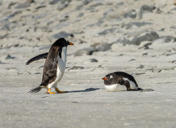 Close-up of penguin