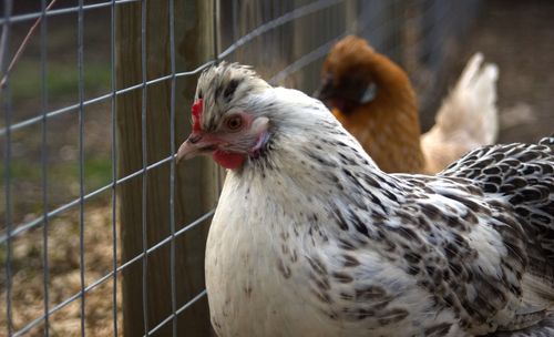 Close-up of rooster in cage