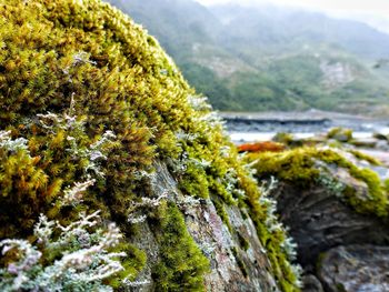 Close-up of moss growing on mountain