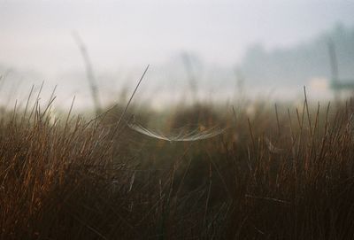 Close-up of grass on field against sky