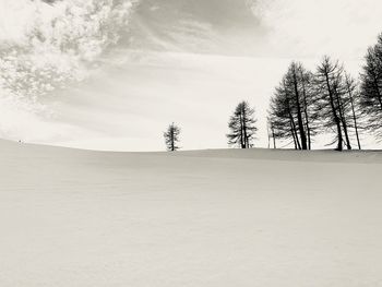 Trees on field against sky during winter