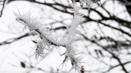 Low angle view of tree