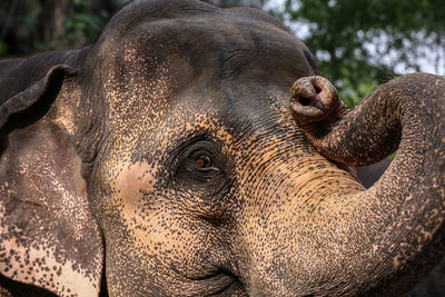 Close-up of elephant