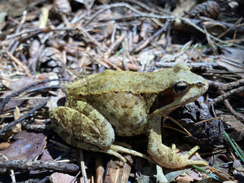 Close-up of frog on field