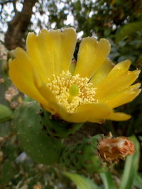 Close-up of yellow flowering plant