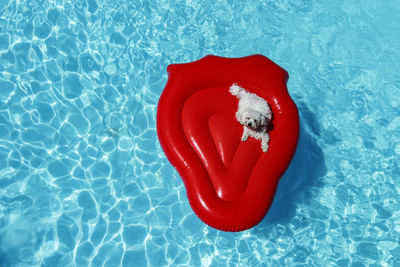 High angle view of red rose floating in swimming pool