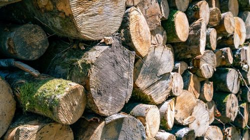 Full frame shot of logs in forest