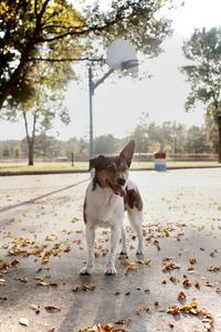 Dog standing in park during autumn