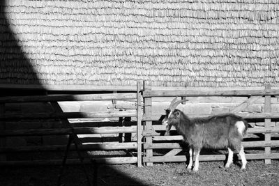 View of goat standing against wall