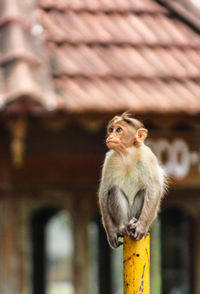 Monkey looking away while sitting on pole in city