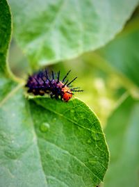 Close-up of caterpillar on leaf