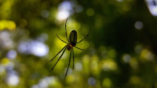 Close-up of spider