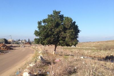 Trees on field against clear blue sky