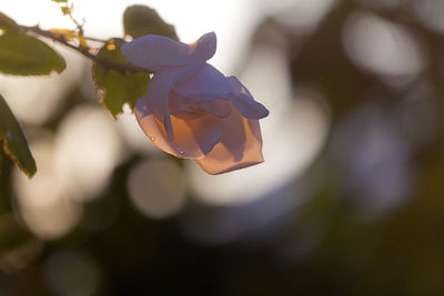 Close-up of purple rose flower