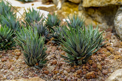 High angle view of cactus plant growing on field