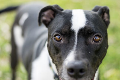 Close-up portrait of a dog