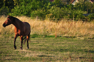 Horse standing in a field