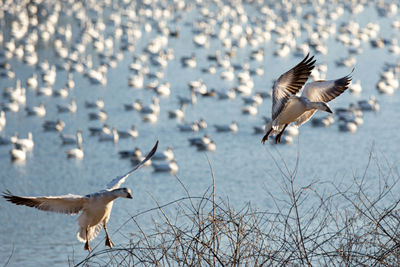 Flock of seagulls flying