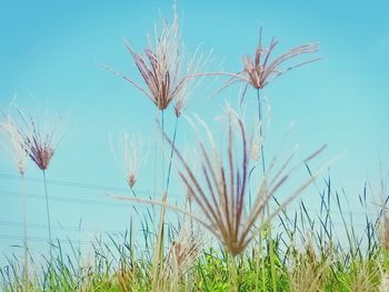 Close-up of dry grass on field against sky