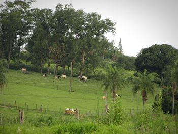 Trees on field against sky