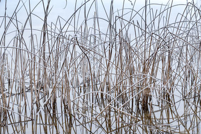 Close-up of frozen plants against sky