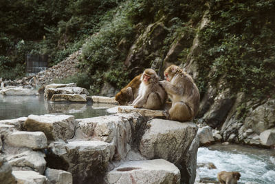 Monkeys sitting on rock in forest