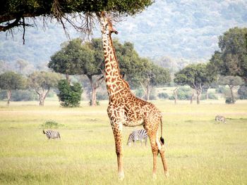 Giraffe in a field