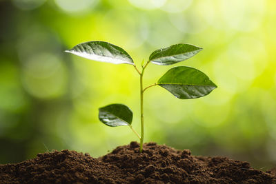 Close-up of seedling growing in mud