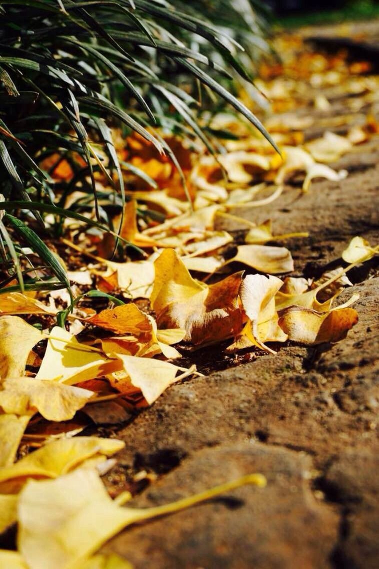 leaf, autumn, selective focus, dry, nature, change, close-up, leaves, surface level, tranquility, sunlight, fallen, growth, focus on foreground, outdoors, field, no people, season, day, ground
