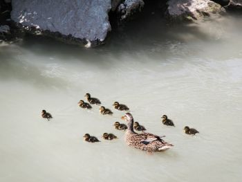 High angle view of ducks swimming in lake