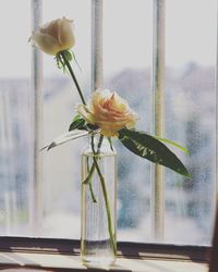 Close-up of white roses in vase at window sill