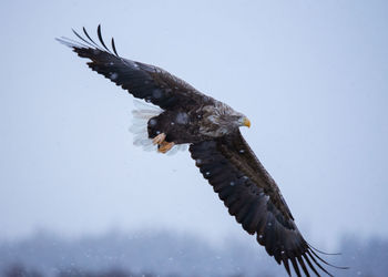 Low angle view of eagle flying against sky