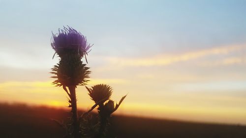 Close-up of thistle against sky during sunset