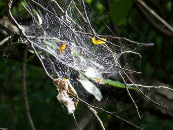 Close-up of spider web