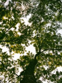 Low angle view of trees in forest against sky