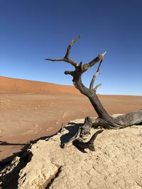 Dead tree on sand against clear sky