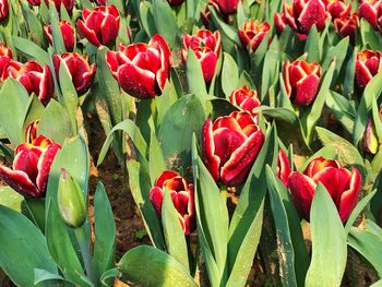 Close-up of red tulips