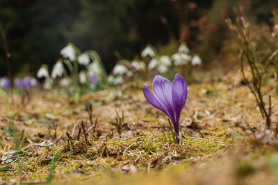 Close-up of purple crocus flowers